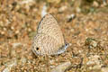 Tailless Lineblue Prosotas dubiosa indica