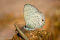 Tailless Lineblue Prosotas dubiosa indica