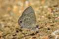 Tailless Lineblue Prosotas dubiosa indica