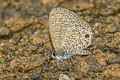 Tailless Lineblue Prosotas dubiosa lumpura