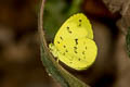 Talbot's Grass Yellow Eurema ada indosinica