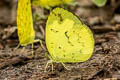 Talbot's Grass Yellow Eurema ada indosinica