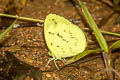 Talbot's Grass Yellow Eurema ada indosinica