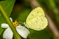 Talbot's Grass Yellow Eurema ada indosinica