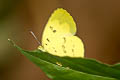 Talbot's Grass Yellow Eurema ada iona