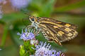 Tamil Grass Dart Taractrocera ceramas ssp.