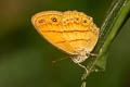 Tawny Bushbrown Mycalesis anapita anapita