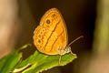 Tawny Bushbrown Mycalesis anapita anapita