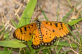 Tawny Coster Acraea violae