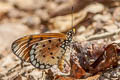 Tawny Coster Acraea violae