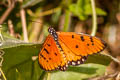 Tawny Coster Acraea violae