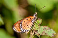 Tawny Coster Acraea violae