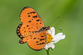 Tawny Coster Acraea violae