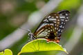 Tawny Mime Papilio agestor agestor