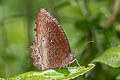 Tawny Palmfly Elymnias panthera panthera