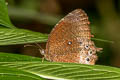 Tawny Palmfly Elymnias panthera panthera