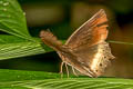 Tawny Palmfly Elymnias panthera panthera