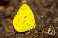 Three-spot Grass Yellow Eurema blanda silhetana