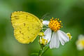 Three-spot Grass Yellow Eurema blanda silhetana