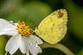 Three-spot Grass Yellow Eurema blanda silhetana