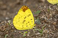 Three-spot Grass Yellow Eurema blanda silhetana