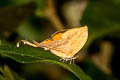 Three-spot Yamfly Yasoda tripunctata tripunctata (Branded Yamfly)