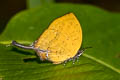 Three-spot Yamfly Yasoda tripunctata tripunctata (Branded Yamfly)