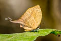 Three-spot Yamfly Yasoda tripunctata tripunctata (Branded Yamfly)