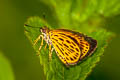 Tiger Hopper Ochus subvittatus subvittatus