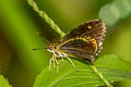 Tiger Hopper Ochus subvittatus subvittatus