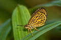 Tiger Hopper Ochus subvittatus subvittatus