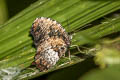 Tiger Palmfly Elymnias nesaea timandra