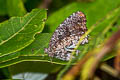 Tiger Palmfly Elymnias nesaea lioneli