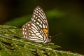 Tigerbrown Orinoma damaris damaris (Himalayan Tigerbrown)