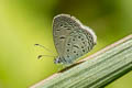 Tiny Grass Blue Zizula hylax pygmaea