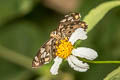 Tricolour Pied Flat Coladenia indrani uposathra