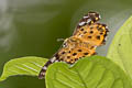 Tricolour Pied Flat Coladenia indrani uposathra