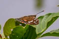 Tricoloured Baron Euthalia whiteheadi whiteheadi