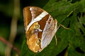 Tufted Jungleking Thauria aliris intermedia (Bandless Jungleking)