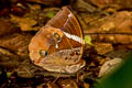 Tufted Jungleking Thauria aliris pseudaliris (Bandless Jungleking)