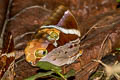 Tufted Jungleking Thauria aliris pseudaliris (Bandless Jungleking)