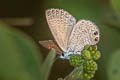 Two-spotted Lineblue Nacaduba biocellata ssp.