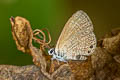 Two-spotted Lineblue Nacaduba biocellata ssp.