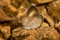 Unicoloured Darkie Allotinus unicolor continentalis