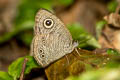 Variegated Fivering Ypthima sobrina 