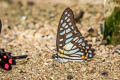 Veined Jay Graphium chironides chironides