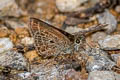 Veined Scrub Hopper Aeromachus stigmata shanda