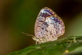 Violet-disc Oakblue Arhopala epimete duessa