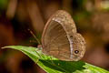 Watson's Bushbrown Mycalesis adamsonii adamsonii