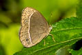 Watson's Bushbrown Mycalesis adamsonii adamsonii